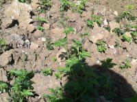 直銷小游甜味絞股藍(lán)，直銷小游甜味絞股藍(lán)廠家，直銷小游甜味絞股藍(lán)公司