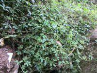 供應(yīng)苦味絞股藍(lán)生產(chǎn)，苦味絞股藍(lán)生產(chǎn)廠家，苦味絞股藍(lán)生產(chǎn)生產(chǎn)供應(yīng)商