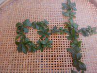 湘西甘味絞股藍批發(fā)圖片