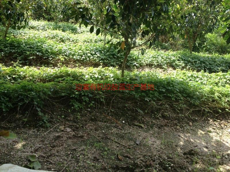 湘西七葉絞股藍廠家供應圖片/湘西七葉絞股藍廠家供應樣板圖 (3)