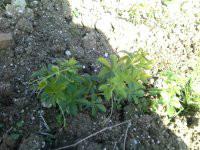 正宗絞股藍(lán)廠家供應(yīng)圖片