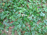 供應(yīng)福建苦味絞股藍(lán)批發(fā)，福建苦味絞股藍(lán)批發(fā)商，福建苦味絞股藍(lán)批發(fā)廠家