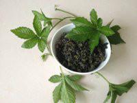 供應(yīng)小游絞股藍(lán)生產(chǎn)產(chǎn)地批發(fā)價格，小游絞股藍(lán)生產(chǎn)產(chǎn)地批發(fā)價格多少錢