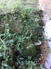 供應(yīng)小游，小游絞股藍(lán)，小游*龍須絞股藍(lán)茶，小游苦甘露，小游茅巖莓茶