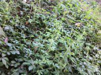 正宗絞股藍廠家供應(yīng)圖片/正宗絞股藍廠家供應(yīng)樣板圖 (3)