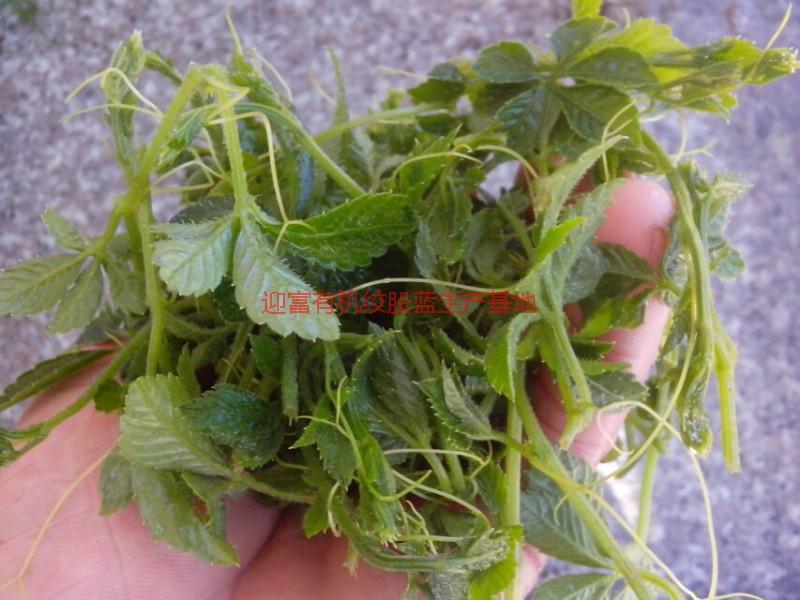 湘西七葉絞股藍(lán)供應(yīng)廠家圖片/湘西七葉絞股藍(lán)供應(yīng)廠家樣板圖 (2)