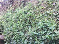 *絞股藍批發(fā)廠家，*絞股藍批發(fā)廠家電話，*絞股藍批發(fā)廠家供應