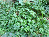 供應小游絞股藍茶品質，小游絞股藍茶品質好不好，小游絞股藍茶牌子怎么樣