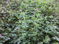 供應(yīng)產(chǎn)地絞股藍批發(fā)，產(chǎn)地絞股藍批發(fā)價格，產(chǎn)地絞股藍批發(fā)多少錢一斤