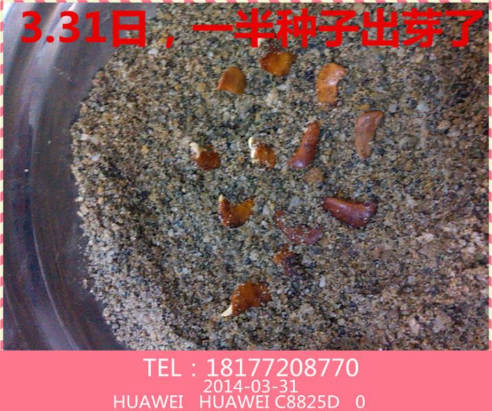 供應印度檀香紫檀小葉紫檀進口種子