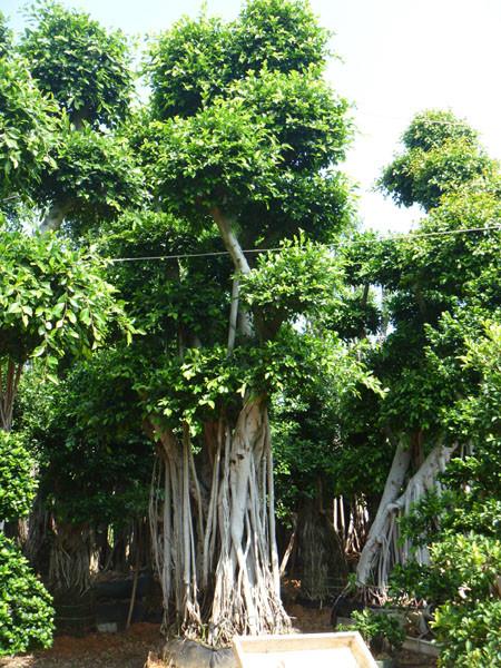 供应小叶榕盆景-小叶榕价格-造型榕树