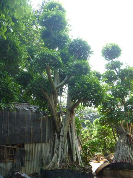 重慶景觀提升{造型小葉榕}*榕樹樁頭《九重葛》造型三角梅樁景批發(fā)價格