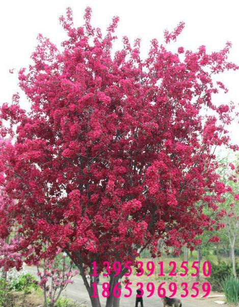 供應(yīng)絢麗海棠、高原之火海棠、鉆石海棠、紅寶石海棠、北美海棠