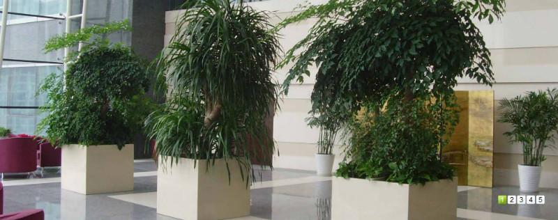 供應(yīng)綠植養(yǎng)護辦公室綠植養(yǎng)護