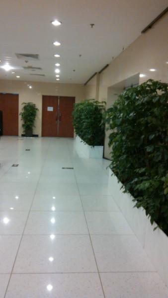 室內(nèi)綠植室內(nèi)綠植擺放圖片