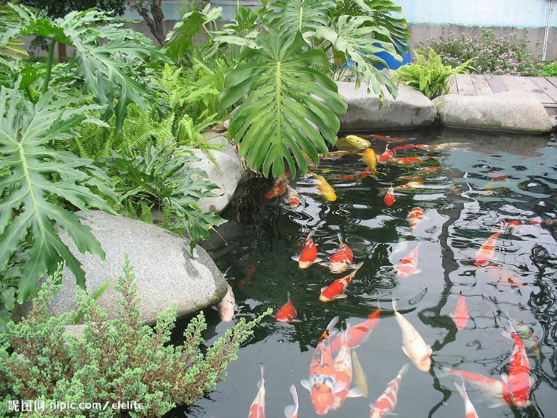 供應廣州魚池設計廣州魚池建造廣州假廣州魚池護理