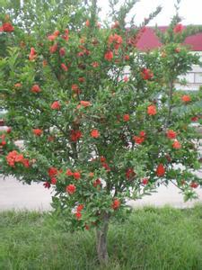 供應(yīng)石榴景觀樹，石榴價(jià)格，花石榴基地