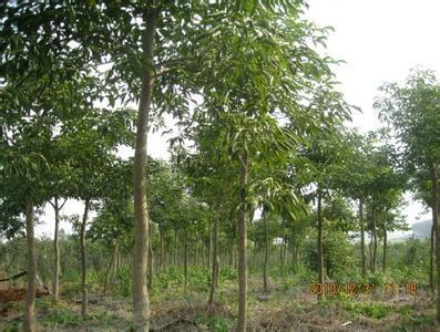 四川秋枫树苗种植基地批发、秋枫树苗圃基地现货出售【绿宝园林绿化】图片