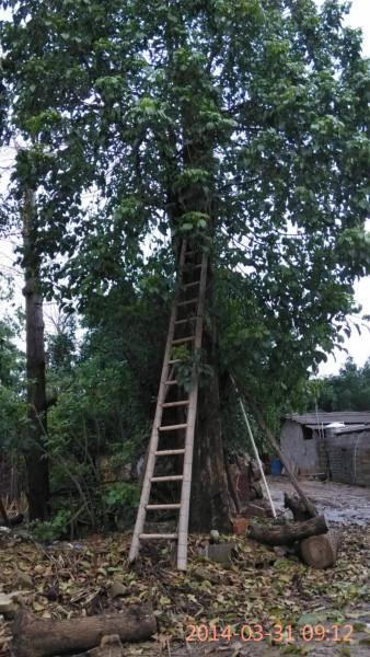 供應(yīng)柳州小葉榕價格