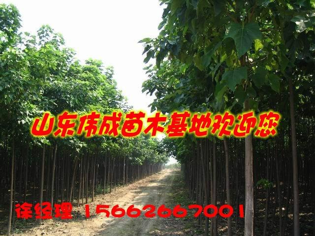 國(guó)槐基地圖片/國(guó)槐基地樣板圖 (4)