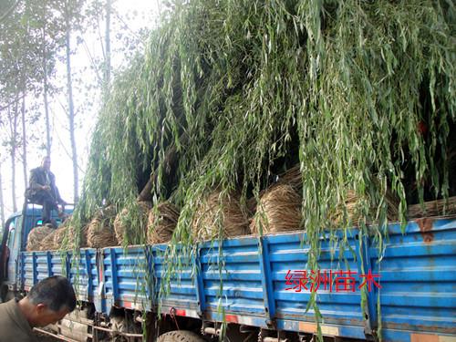 保定垂柳苗圖片