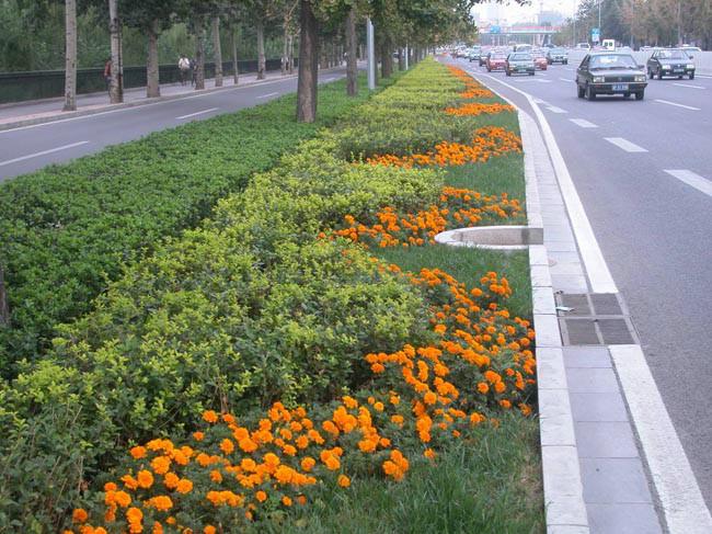 重庆专业承接道路绿化工程公司 重庆道路绿化养护工程电话