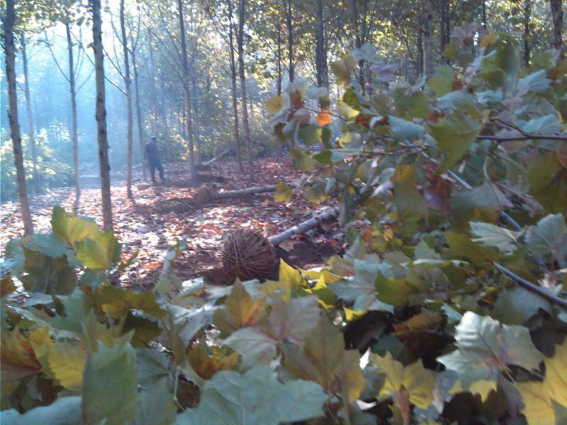 供應12公分速生法桐14公分速生法桐15公分速生法桐16公分速生法桐