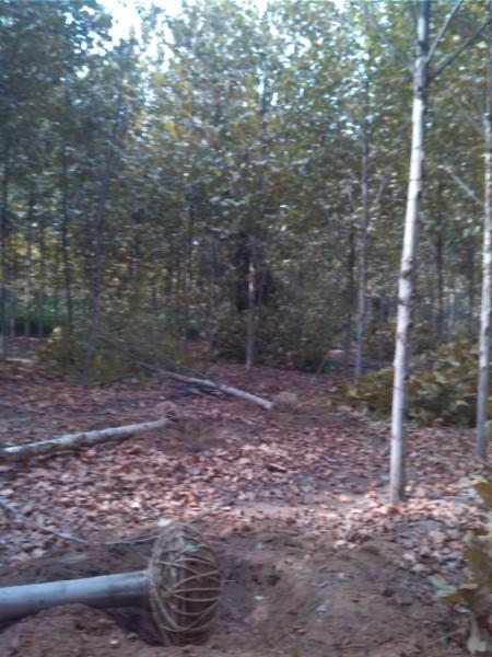 供應10公分法桐12公分法桐價格表10公分法桐