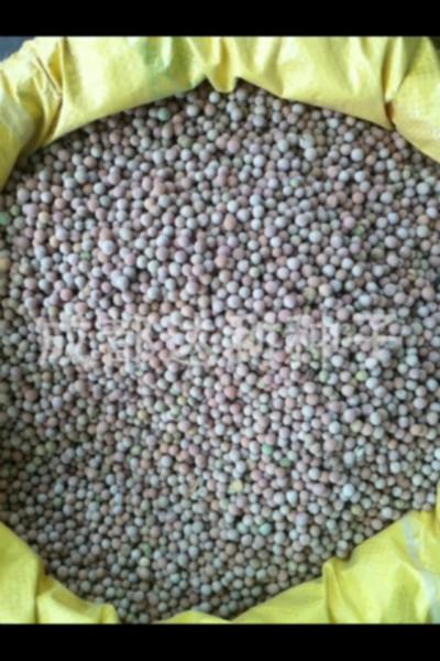 供應(yīng)豌豆尖種子用于豌豆尖生產(chǎn)的有*紅豌豆 黑眉毛以及無須豌豆