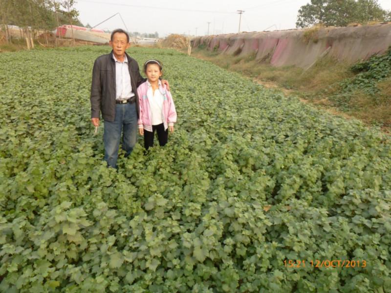 供應(yīng)維多利亞葡萄苗