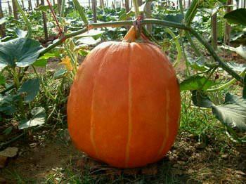 無殼南瓜種子圖片