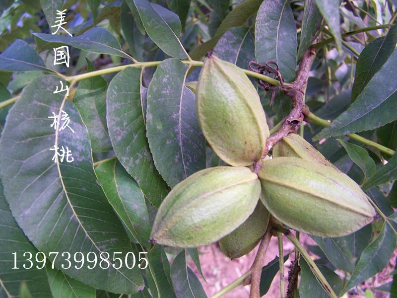 供應(yīng)美國(guó)薄殼核桃樹苗 美國(guó)薄殼核桃苗、美國(guó)山核桃