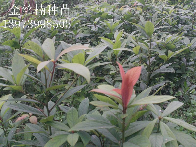 供應貴州金絲楠種苗哪里最多