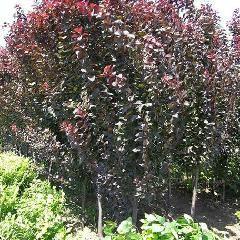 供應(yīng)寧夏紫葉李嫁接苗木