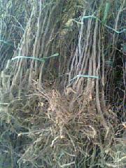 供應運城核桃苗品種批發(fā)核桃苗品種批發(fā)