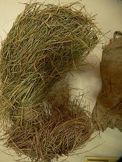 供應烏拉草的美麗故事烏拉草促銷報價