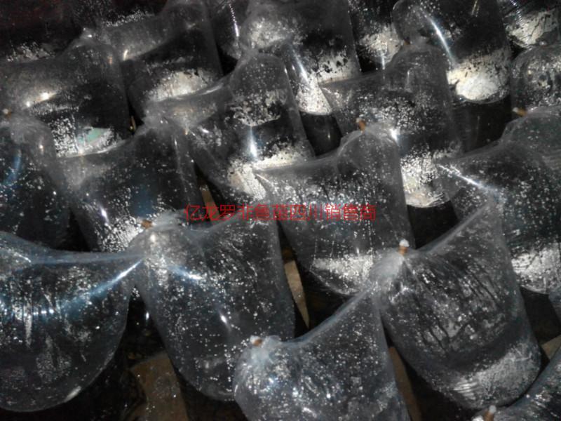 鯽魚鯉魚圖片/鯽魚鯉魚樣板圖 (3)