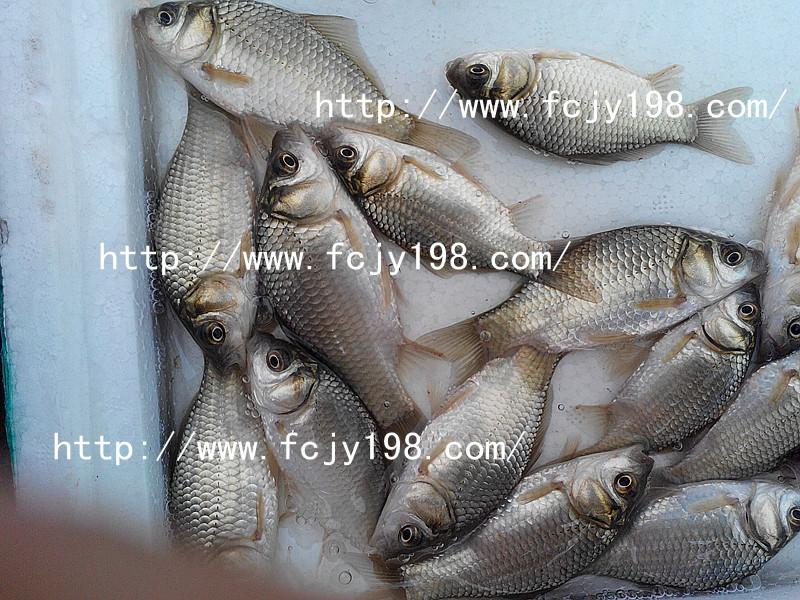供應(yīng)富順銀鯽水花魚苗富順銀鯽水花魚苗）