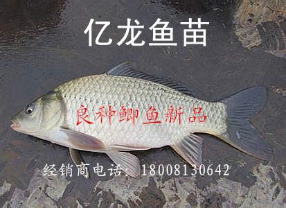 供應(yīng)良種鯽魚新品、