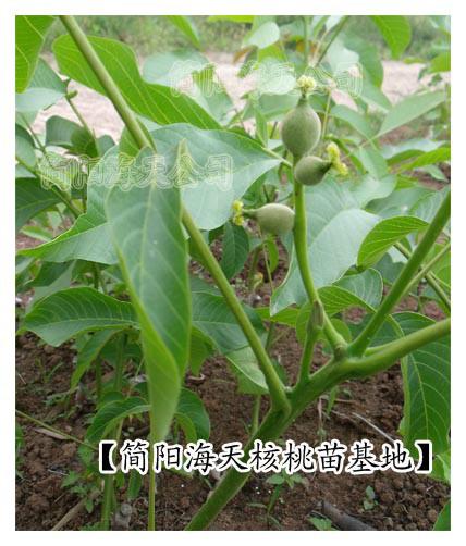 批發(fā)甘孜核桃苗，核桃苗批發(fā)多少錢，核桃苗多少錢一株