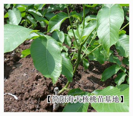 批發(fā)甘孜核桃苗，核桃苗批發(fā)多少錢，核桃苗多少錢一株