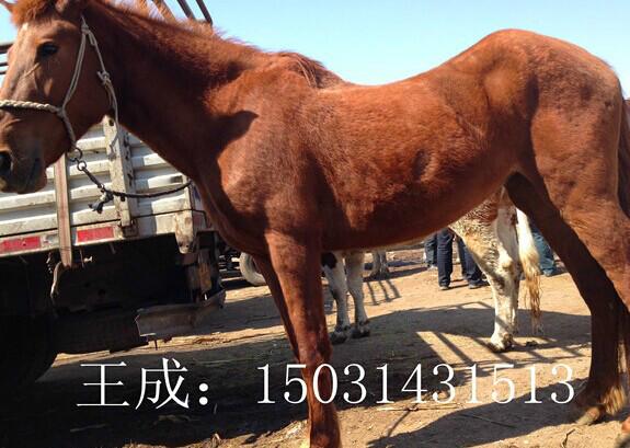 供應(yīng)華北牲畜交易中心2016年開市賣
