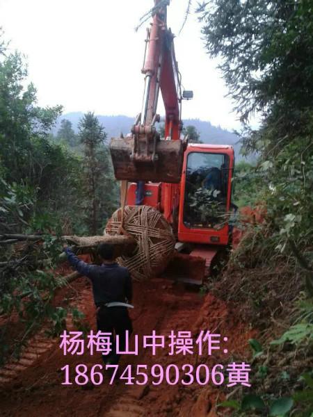 供應(yīng)楊梅，綠化楊梅樹，低分枝楊梅樹，湖南楊梅樹，楊梅苗，湖南懷化楊梅種植基地