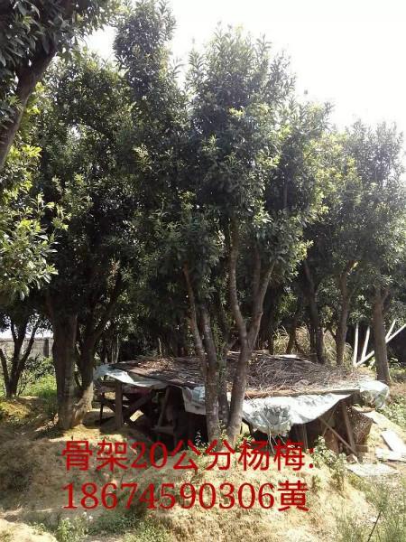 供應(yīng)楊梅，綠化楊梅樹，低分枝楊梅樹，湖南楊梅樹，楊梅苗，湖南懷化楊梅種植基地