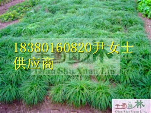 供應(yīng)麥冬-麥冬產(chǎn)地-四川麥冬苗圃基地-麥冬價(jià)格-麥冬基地