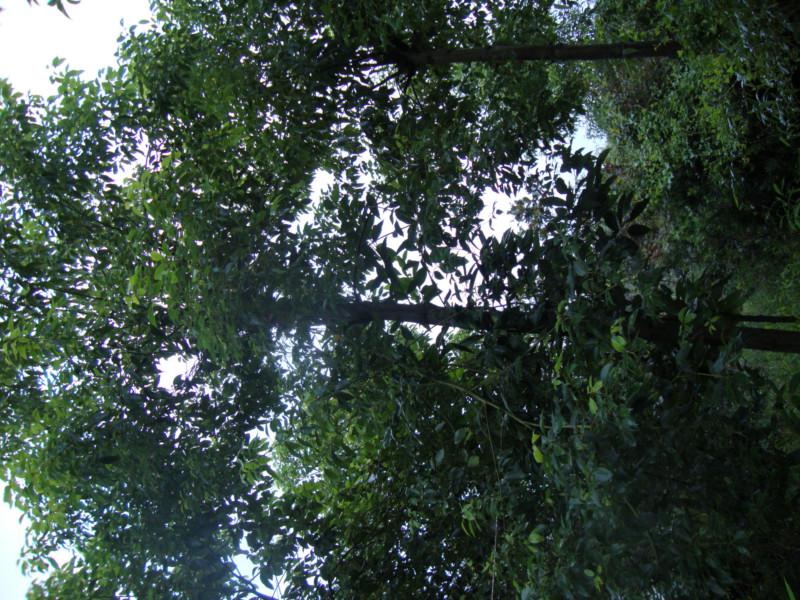 供應(yīng)重慶花卉苗木基地出售棕竹