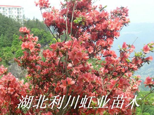 供應(yīng)高山*/高山云錦*/映山紅樹(shù)樁