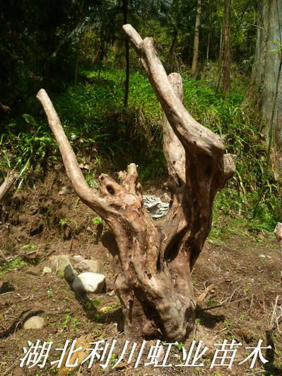 供應(yīng)高山*/高山云錦*/映山紅樹(shù)樁