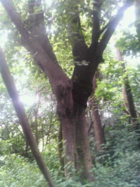 供應(yīng)重慶苗木基地出售黃葛樹