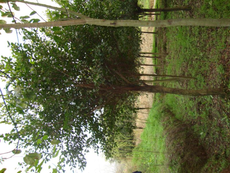 小葉榕圖片/小葉榕樣板圖 (2)